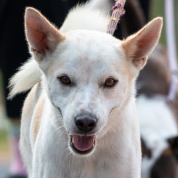 Lombard (Soi Dog)