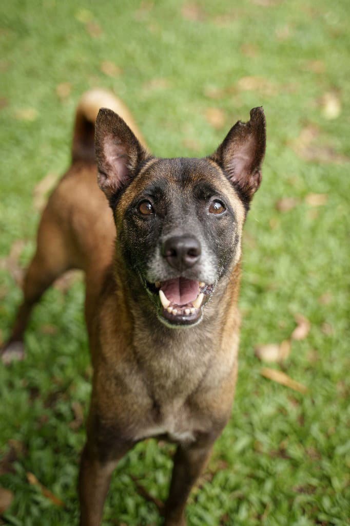 Tanbobby (Soi Dog)