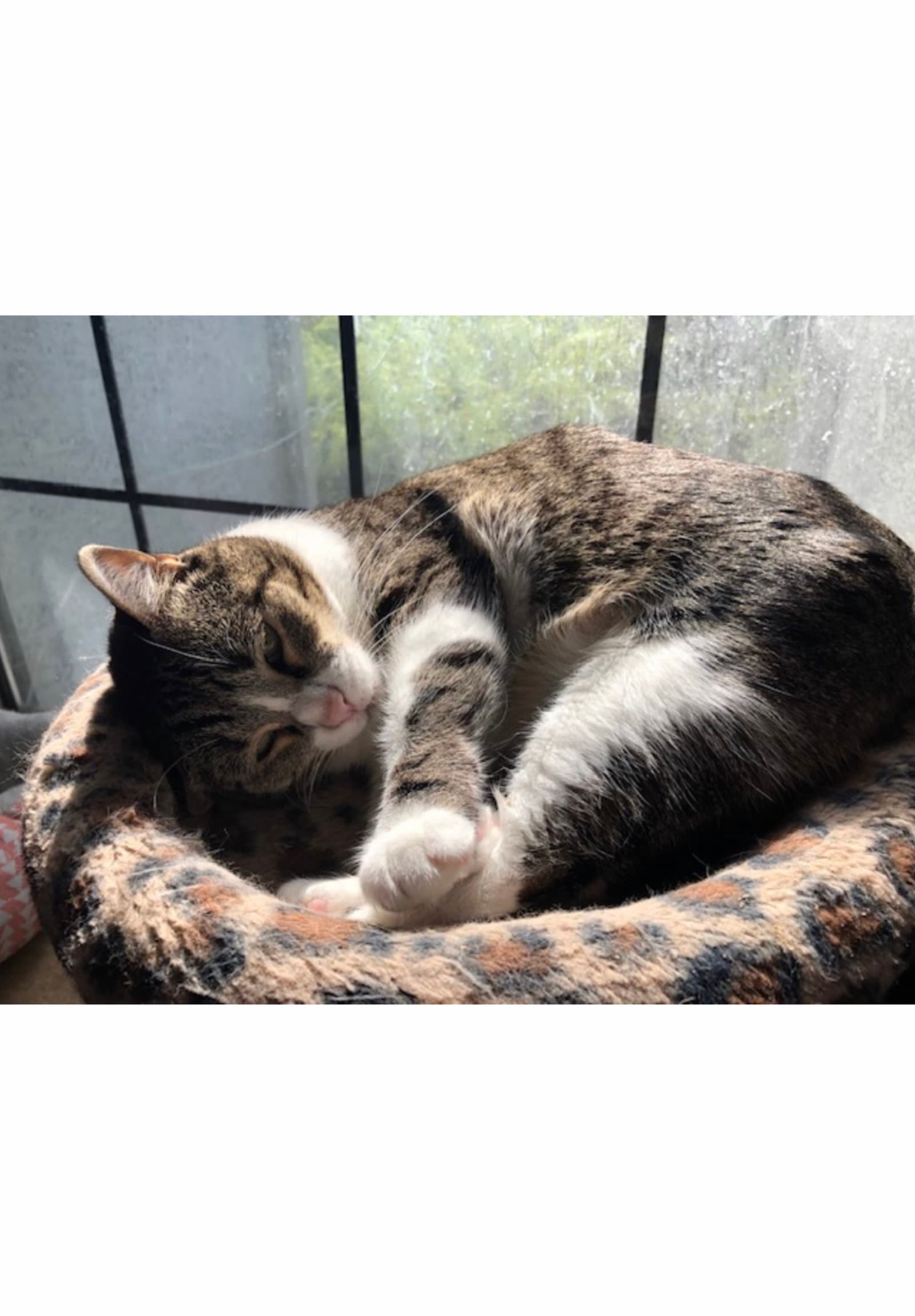 Mattie - Courtesy Post