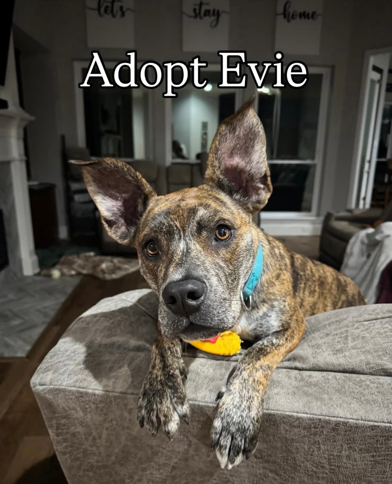 Evie