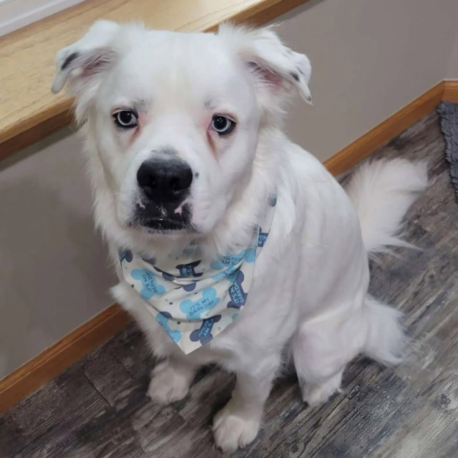 Falcor