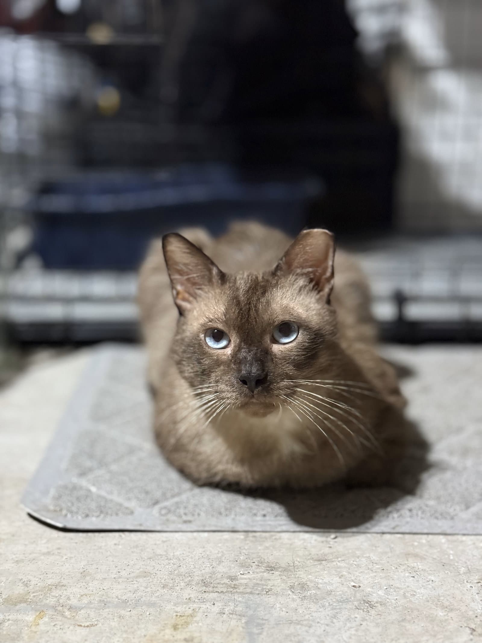 Tito