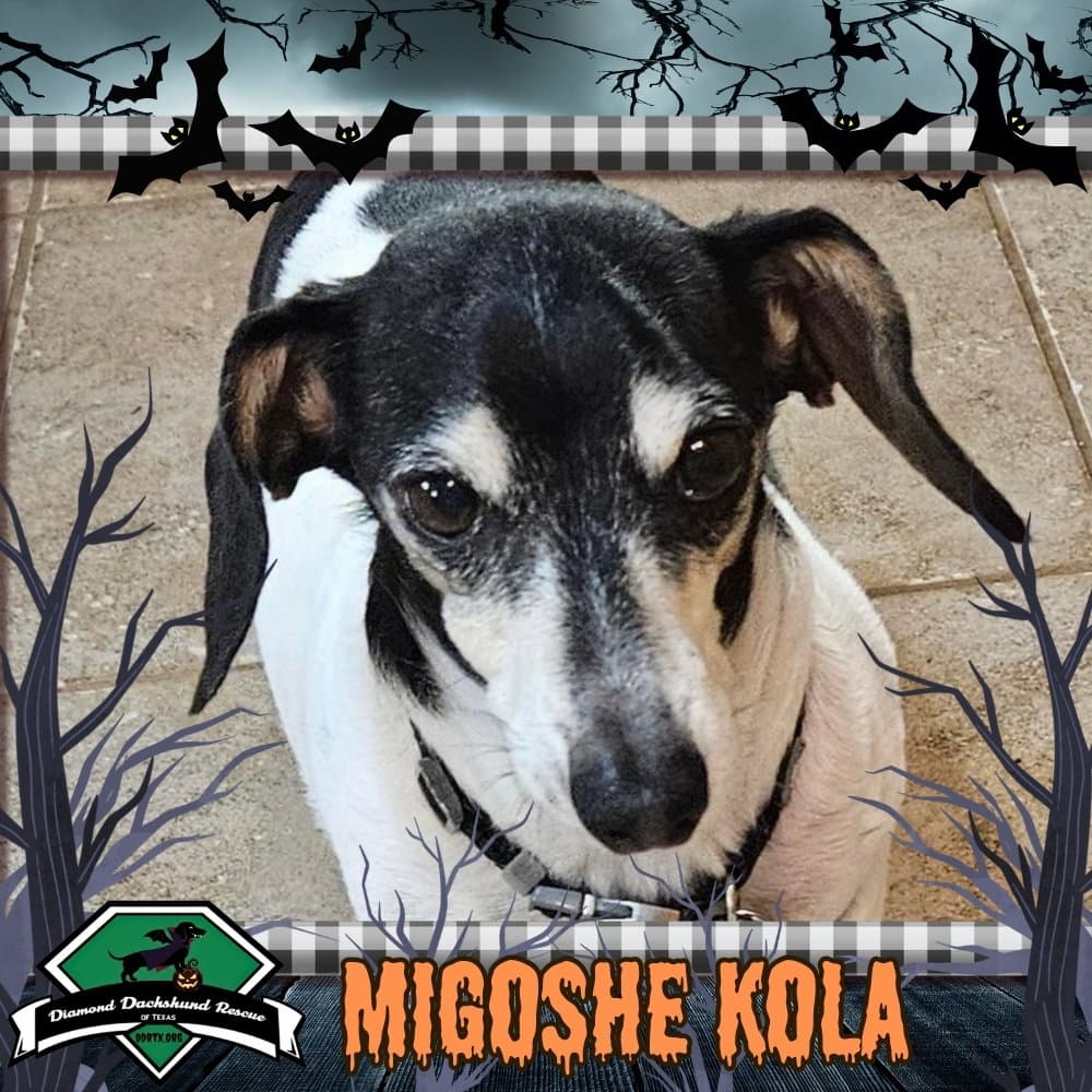 MiGoshe Kola