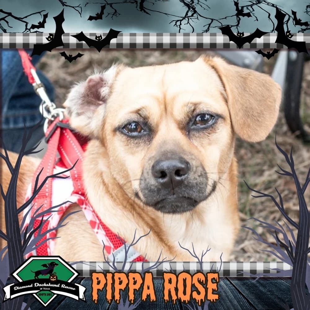 Pippa Rose