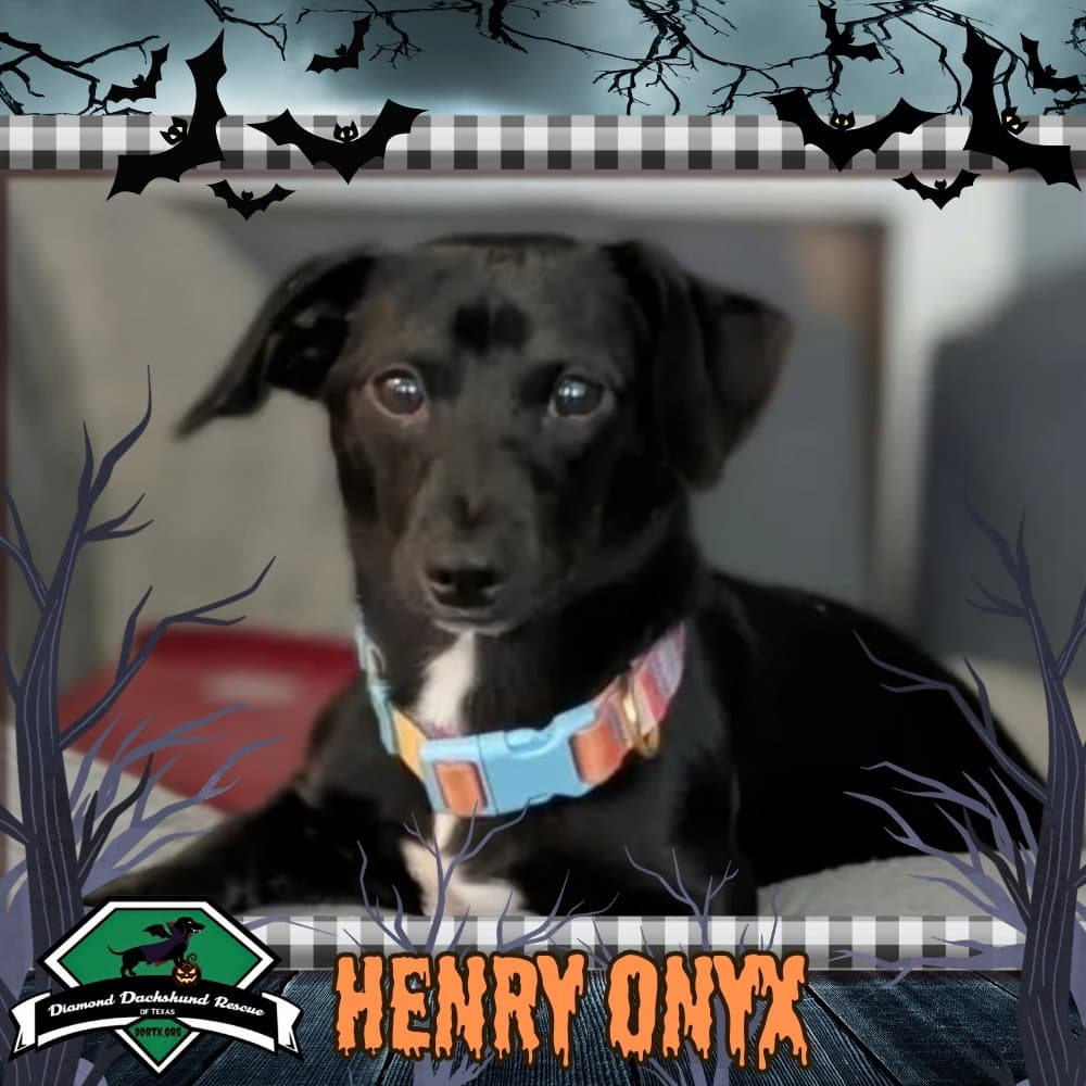 Henry Onyx
