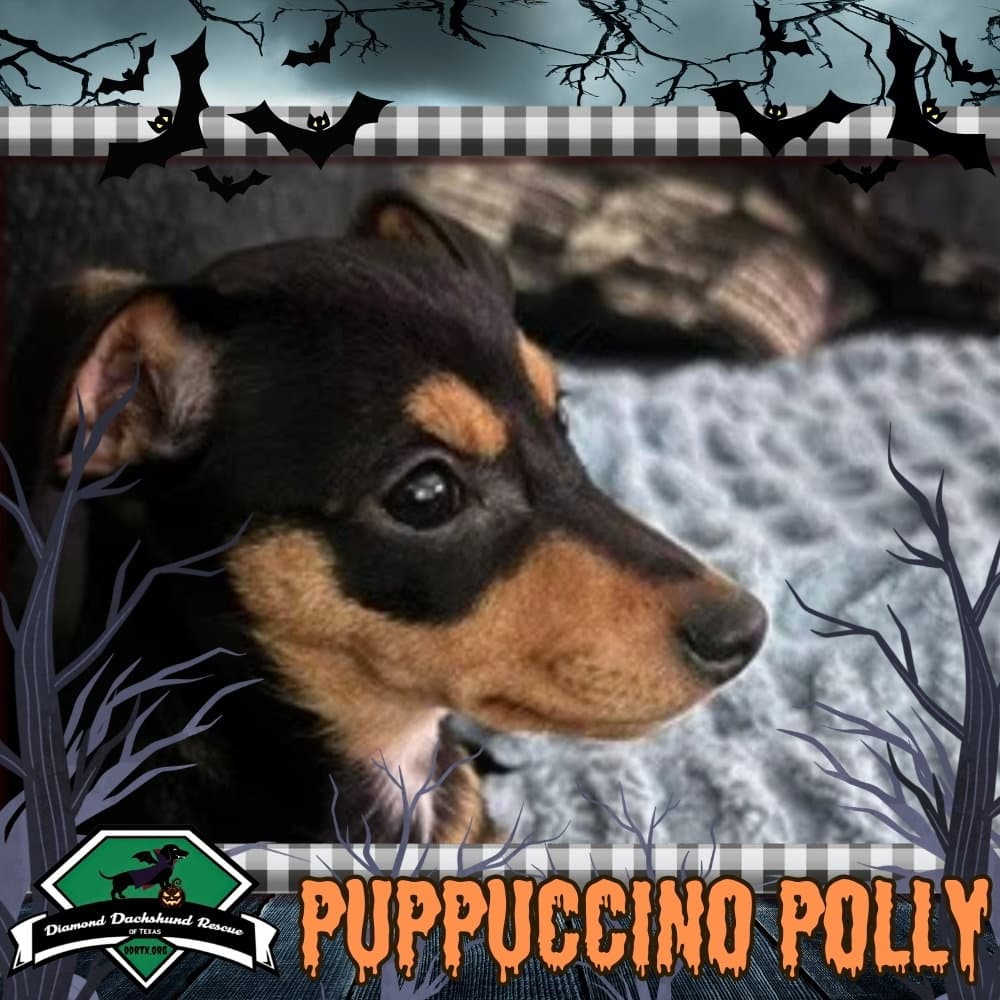 Puppuccino Polly