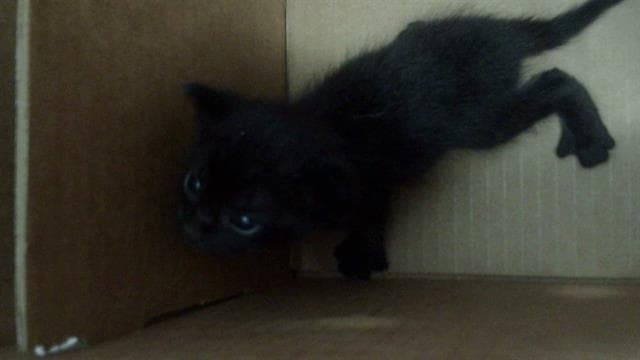 Panther