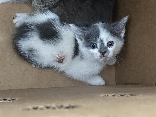 Nala