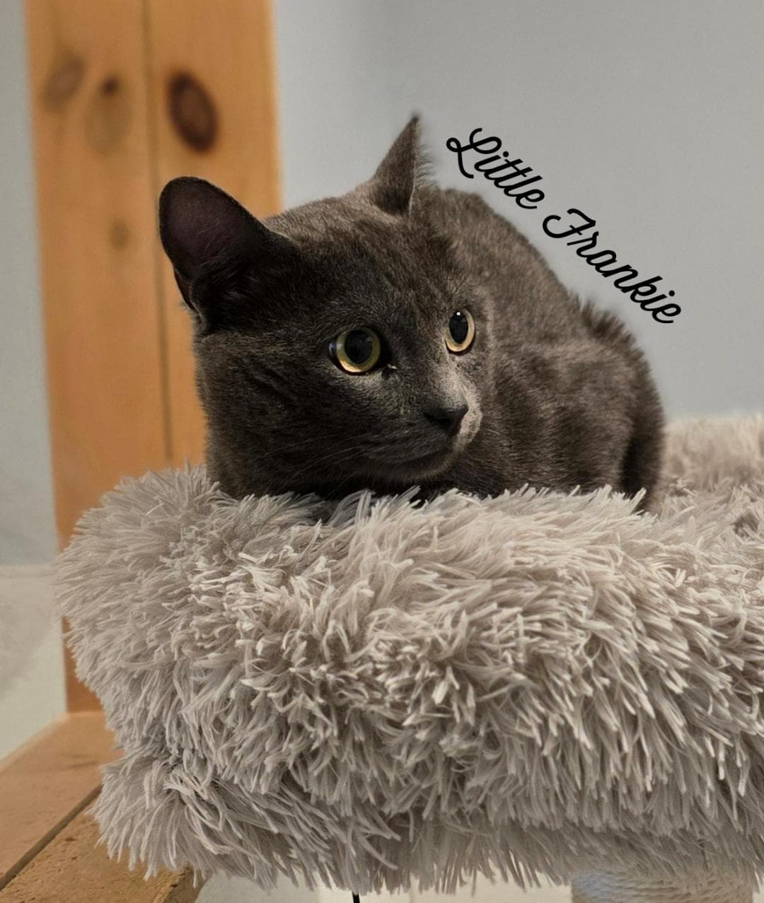 Little Frankie