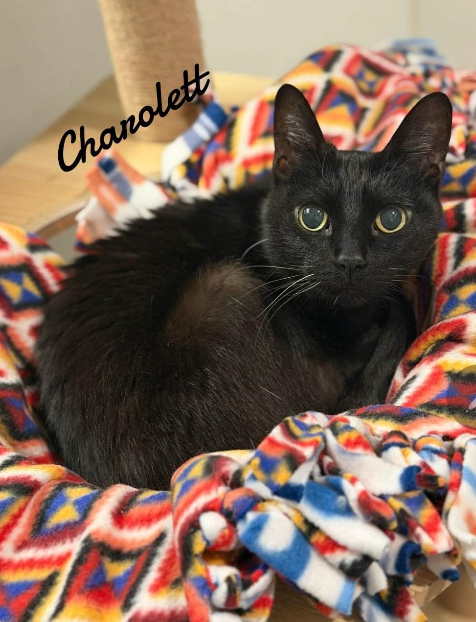 Charolett