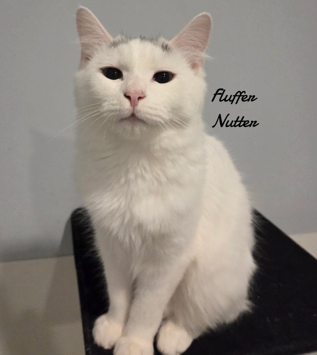 Fluffer Nutter