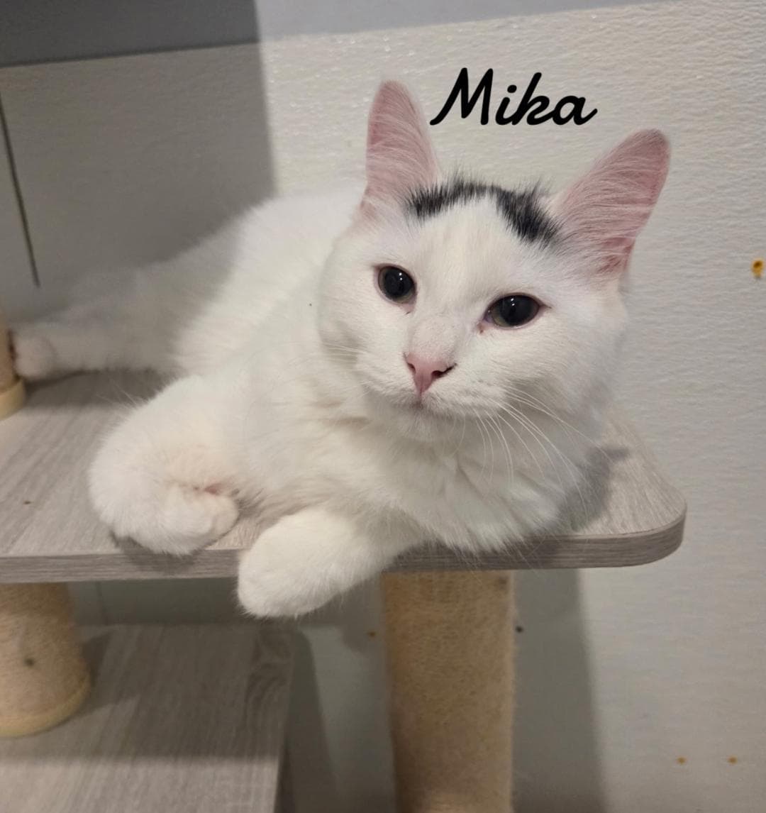 Mika