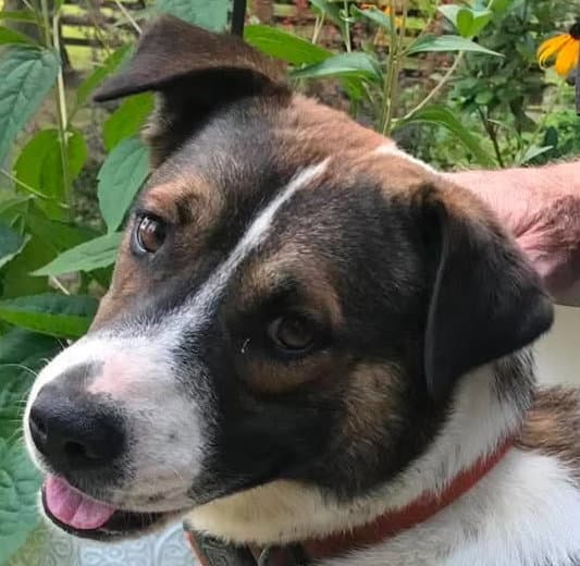 Buddy - *COURTESY LISTING*