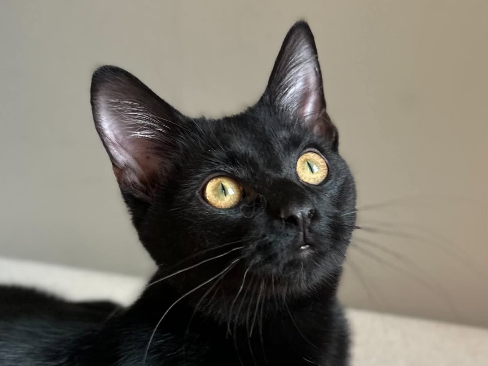 Ozzy TRIPAWD - COURTESY LISTING