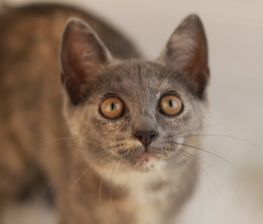 Turkey Bacon - MEET ME @ PETCO 10/3!