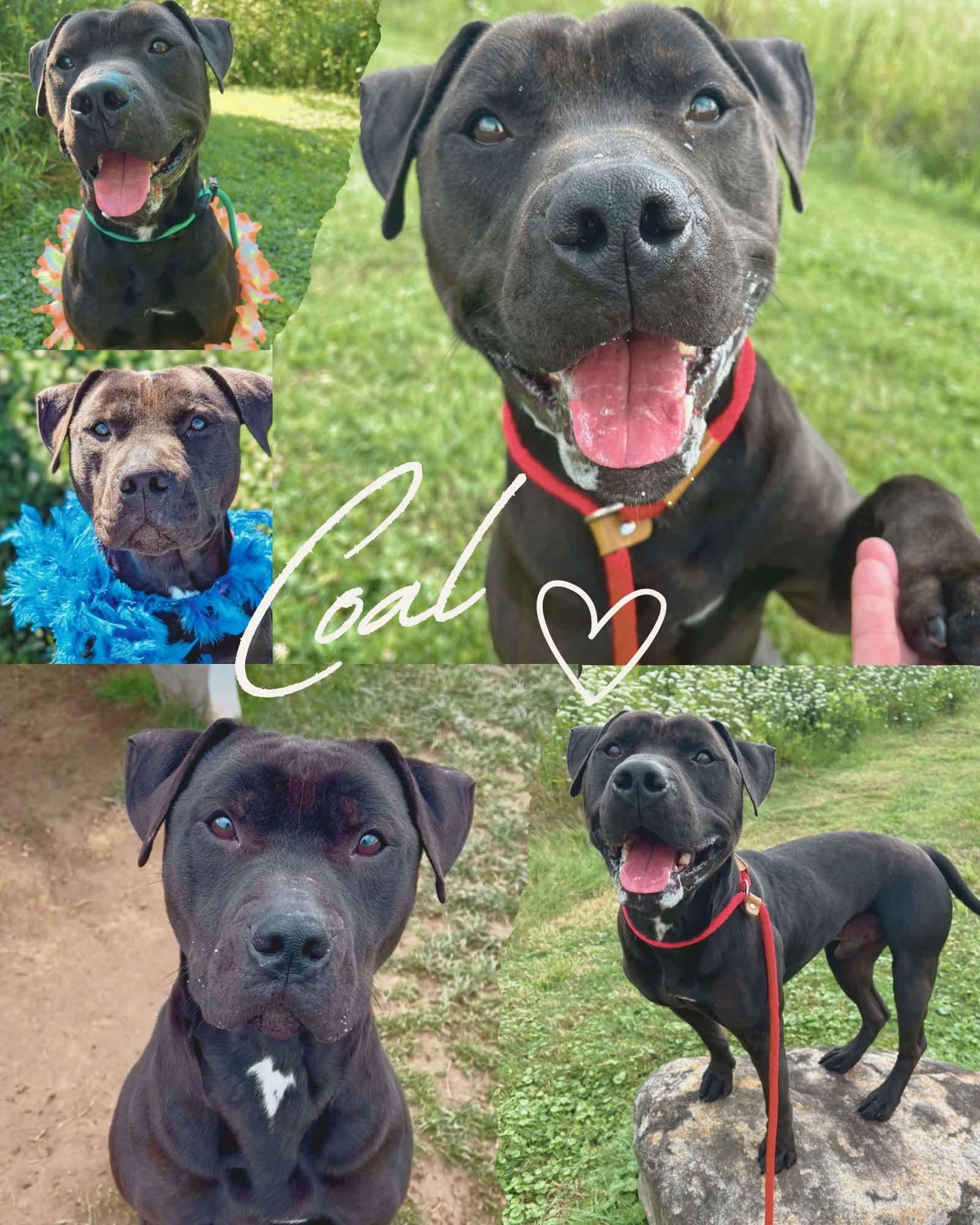 Pound Dog-Coal #179858-Courtesy Listing