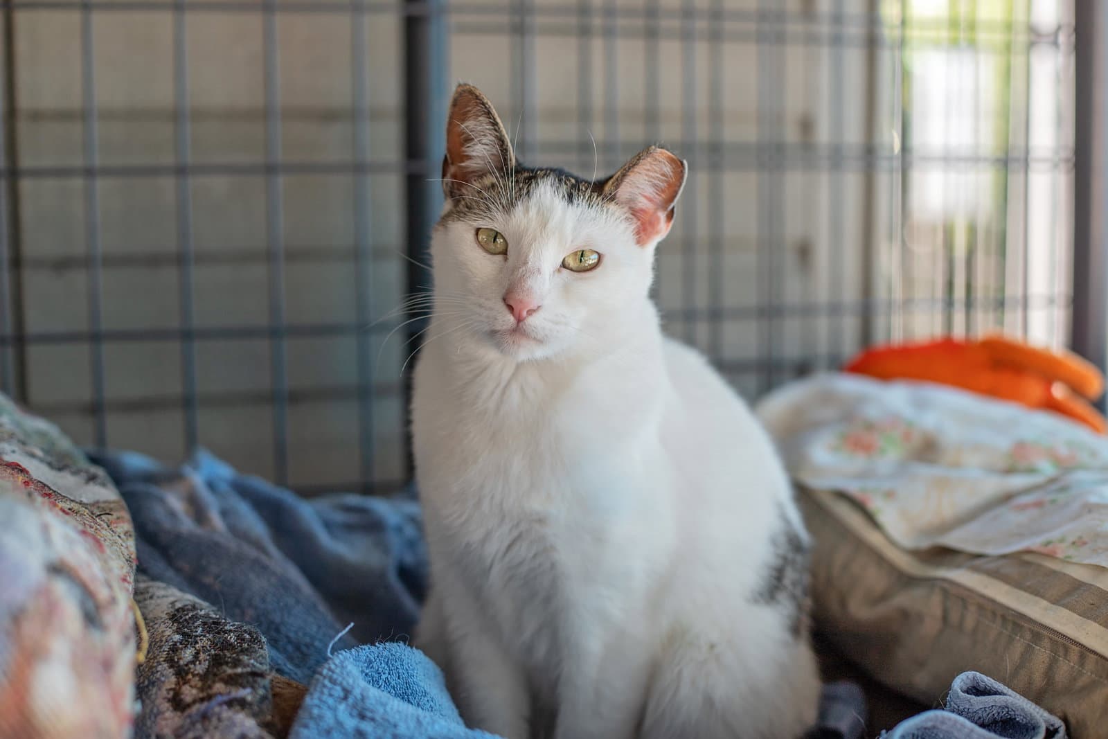 Penelope