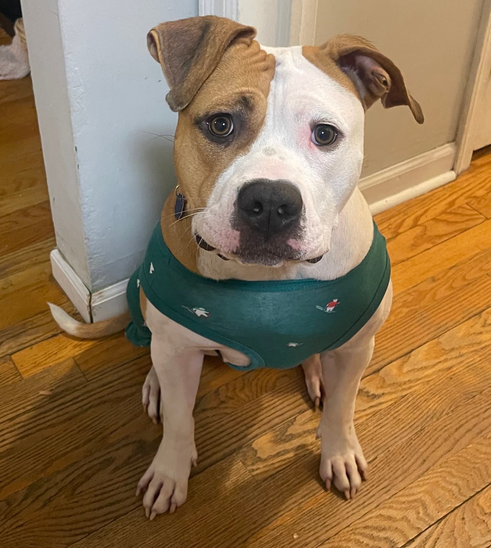 Lulu