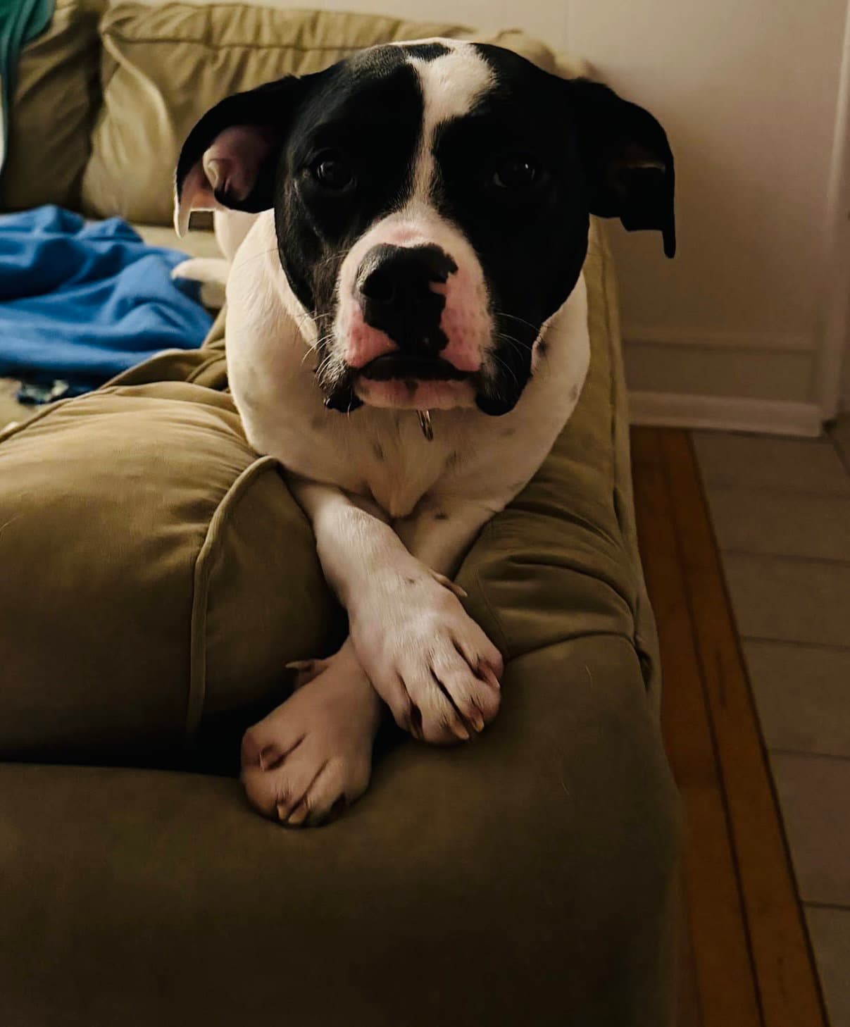 Dottie