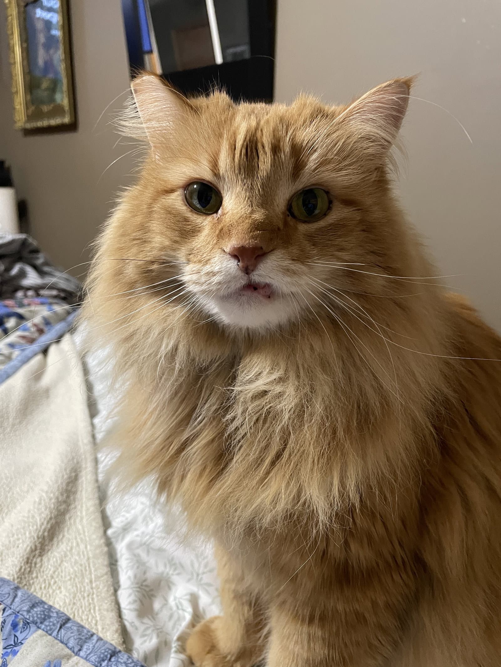 Cletus