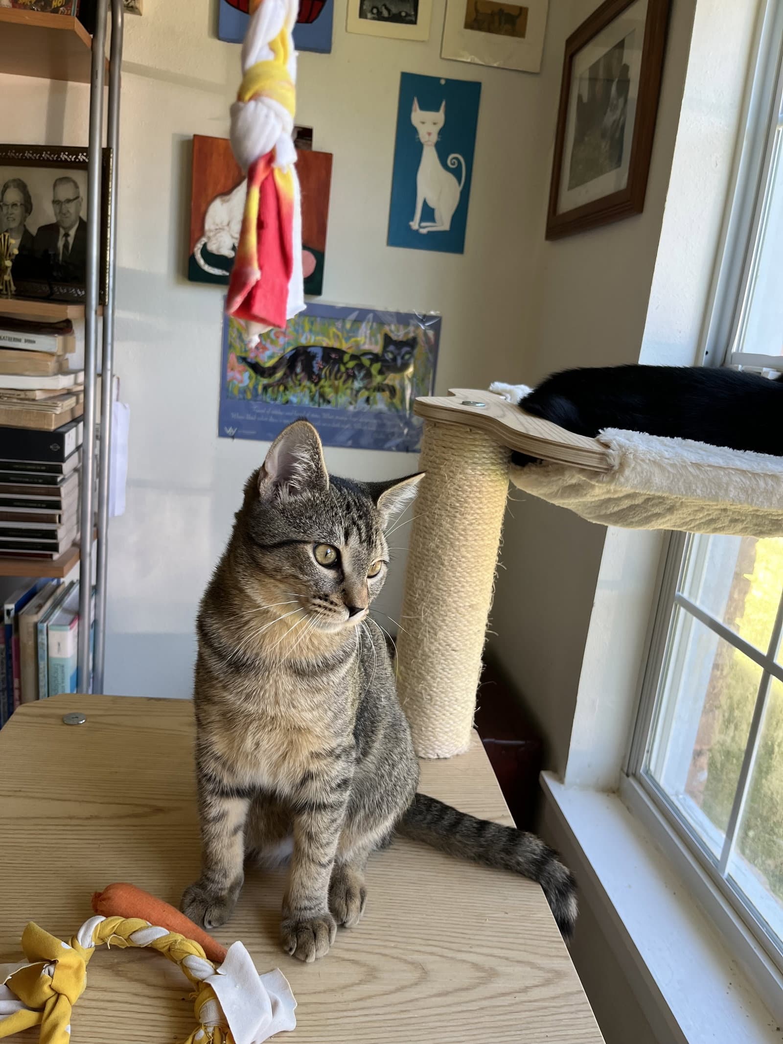 Bobcat