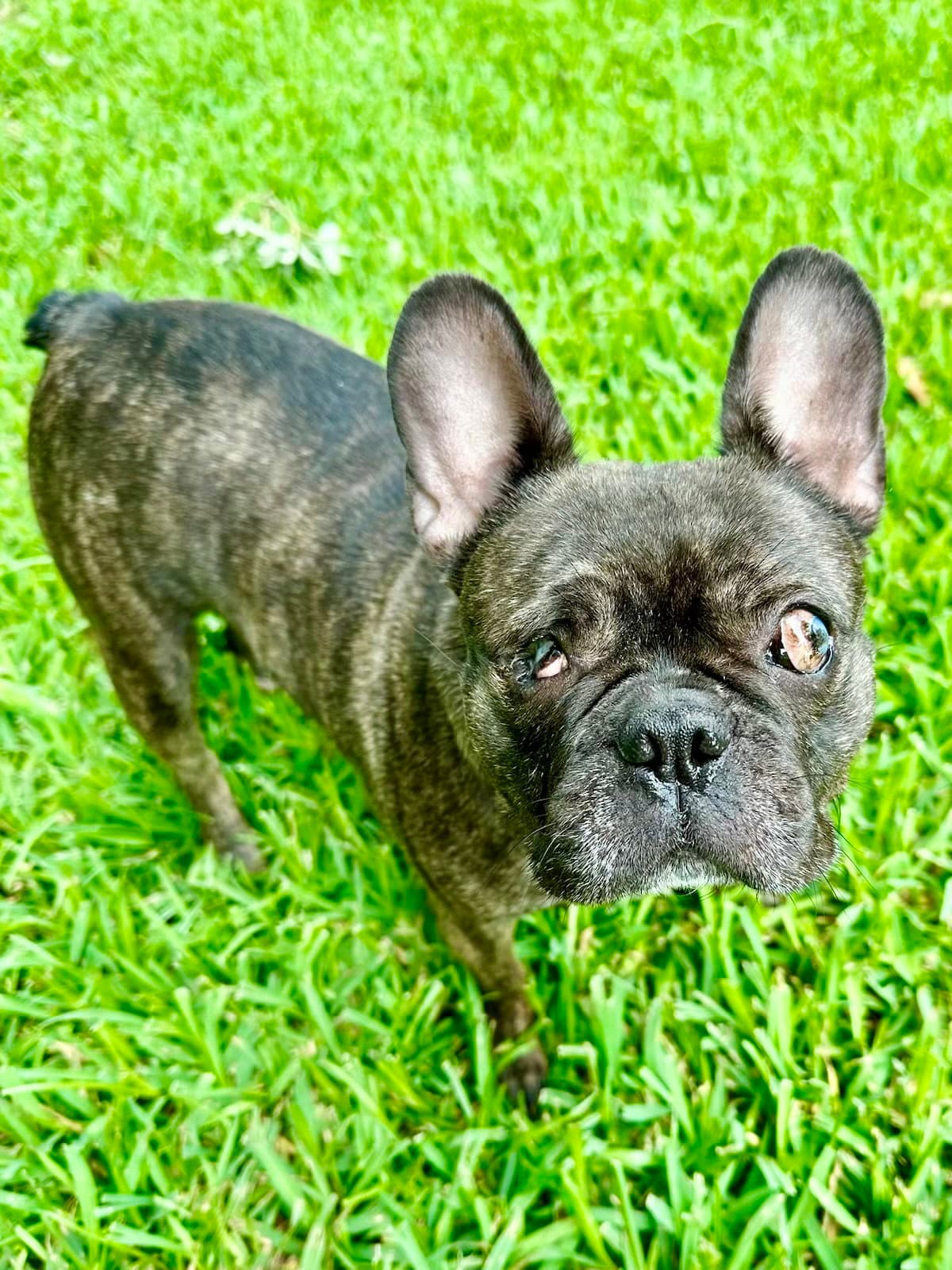 Belle