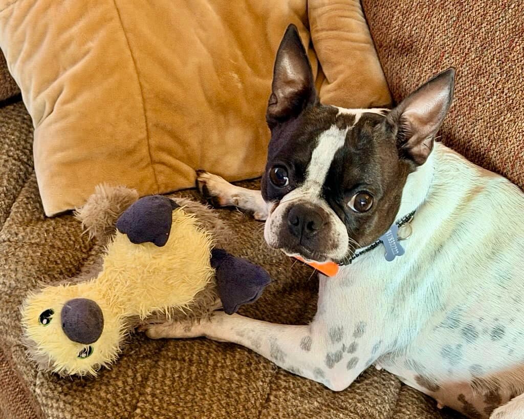 Dakota-adoption pending