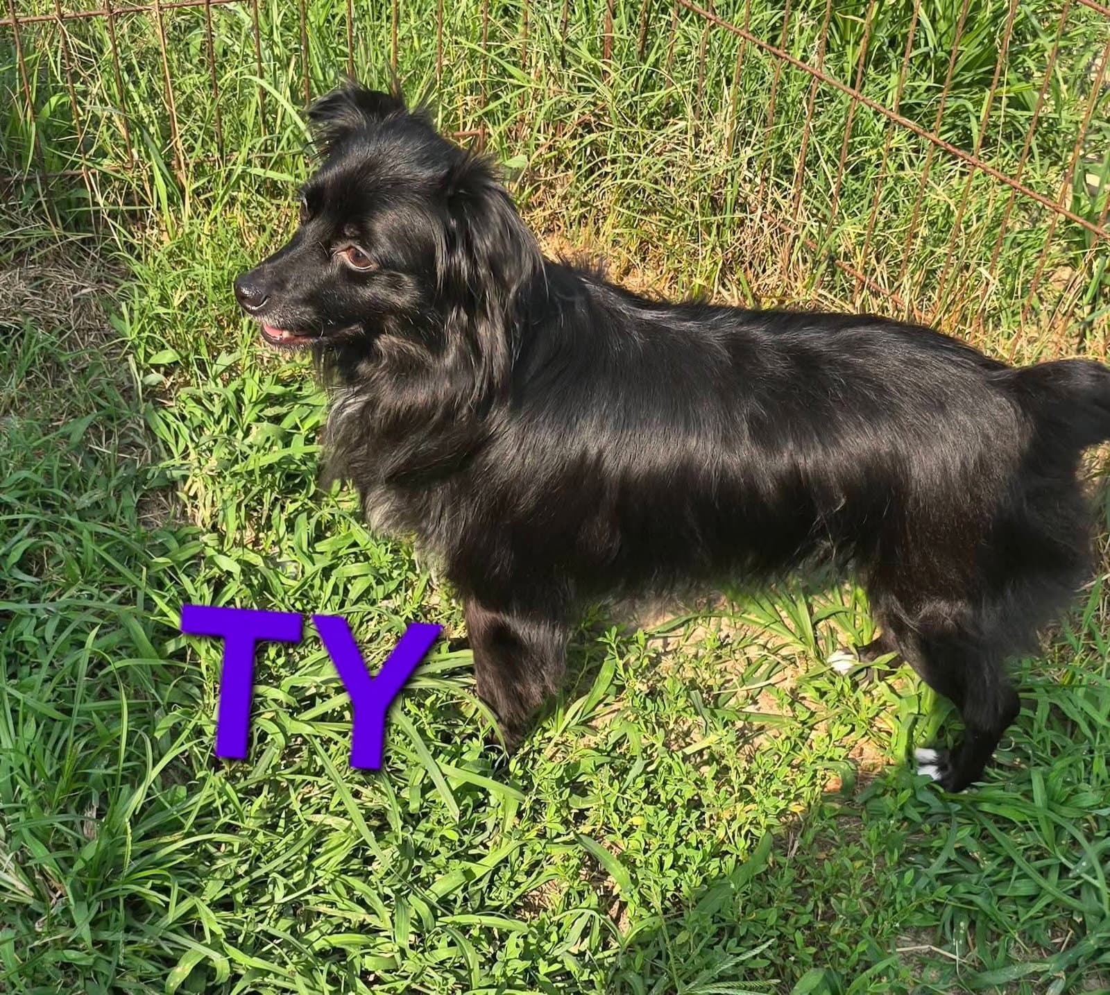 Ty