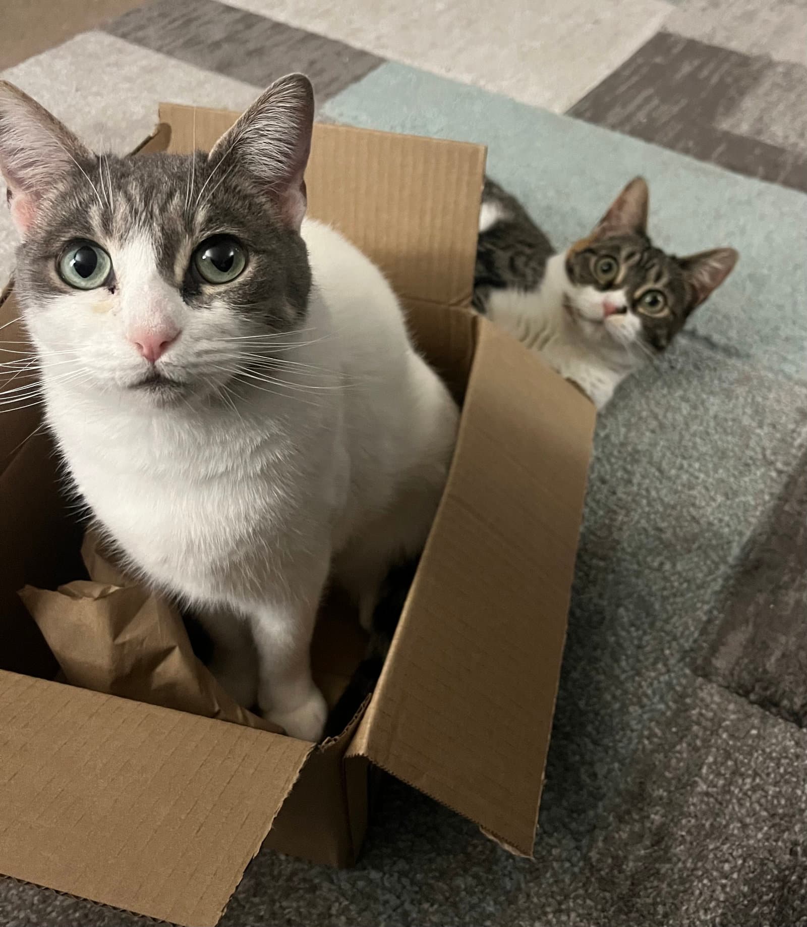 Lily & Daisy