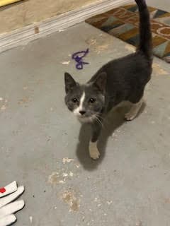 COURTESY POST: Kitty Foo Foo