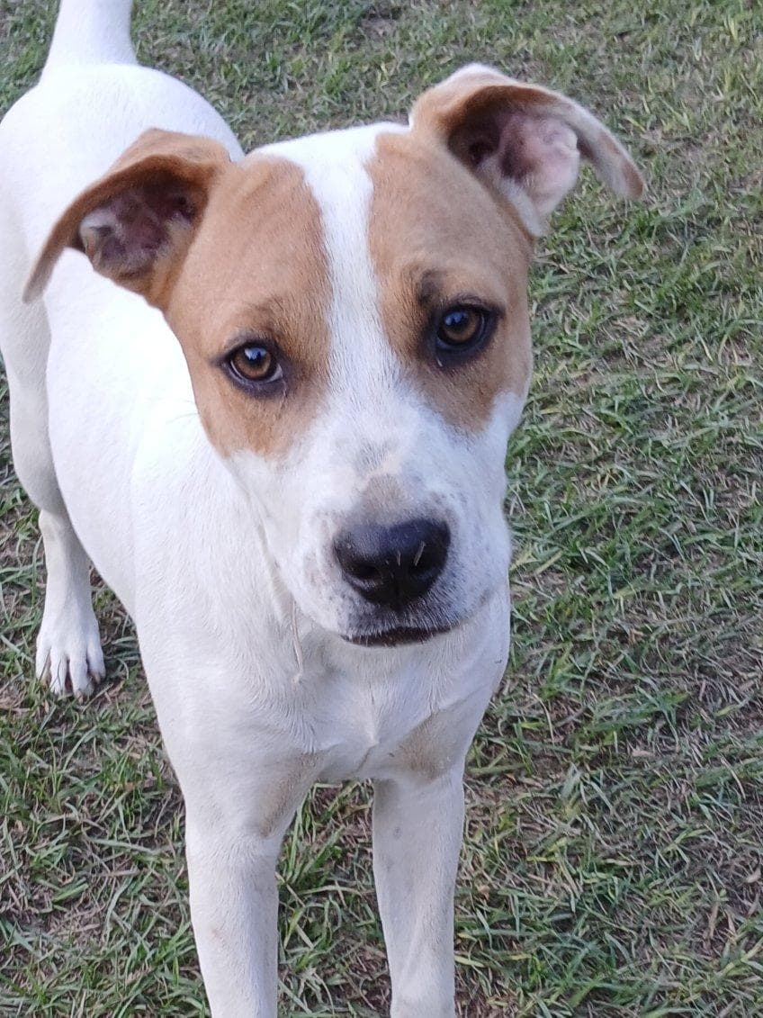 Cheyenne