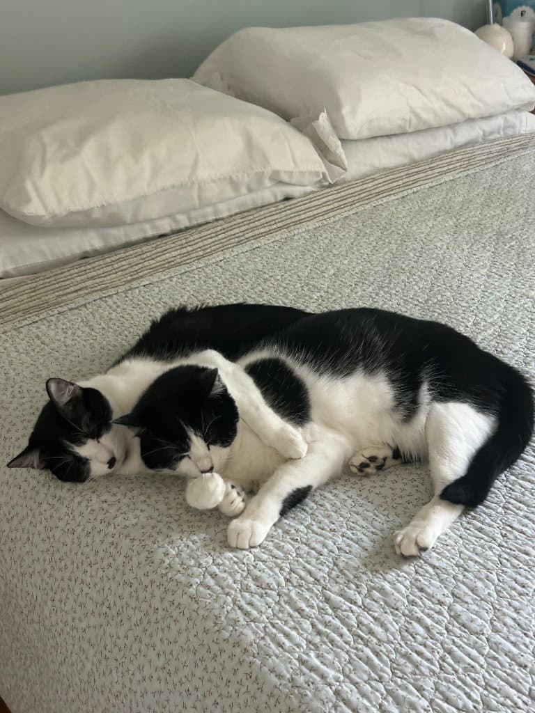 Hamish