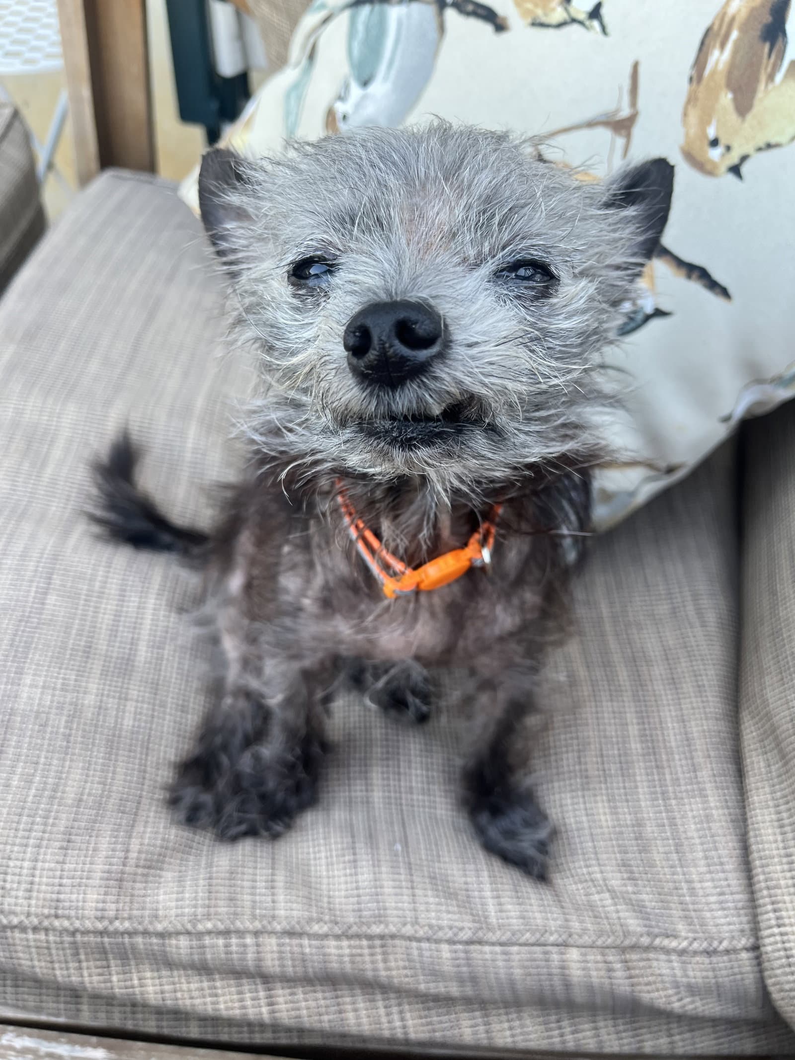 Dottie
