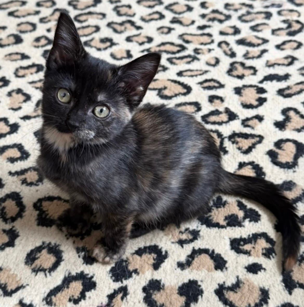 Ember
