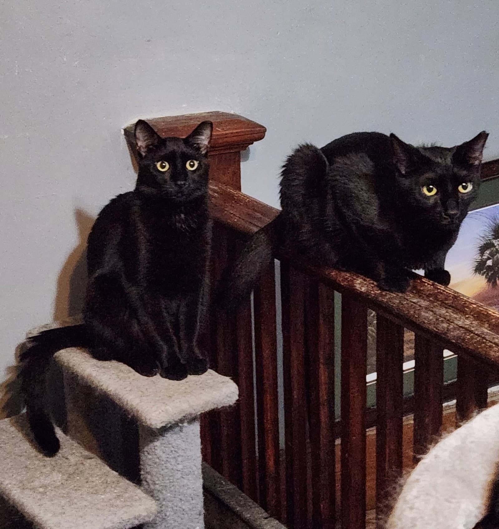 Wilbur & Orville