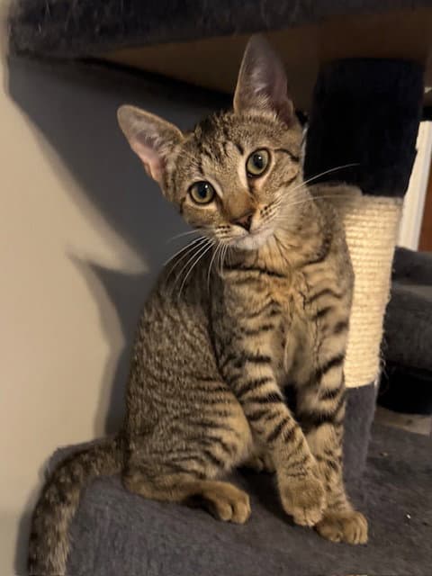 Leona