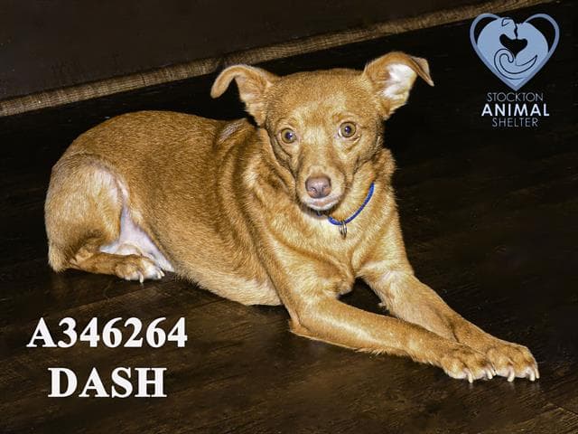 Dash