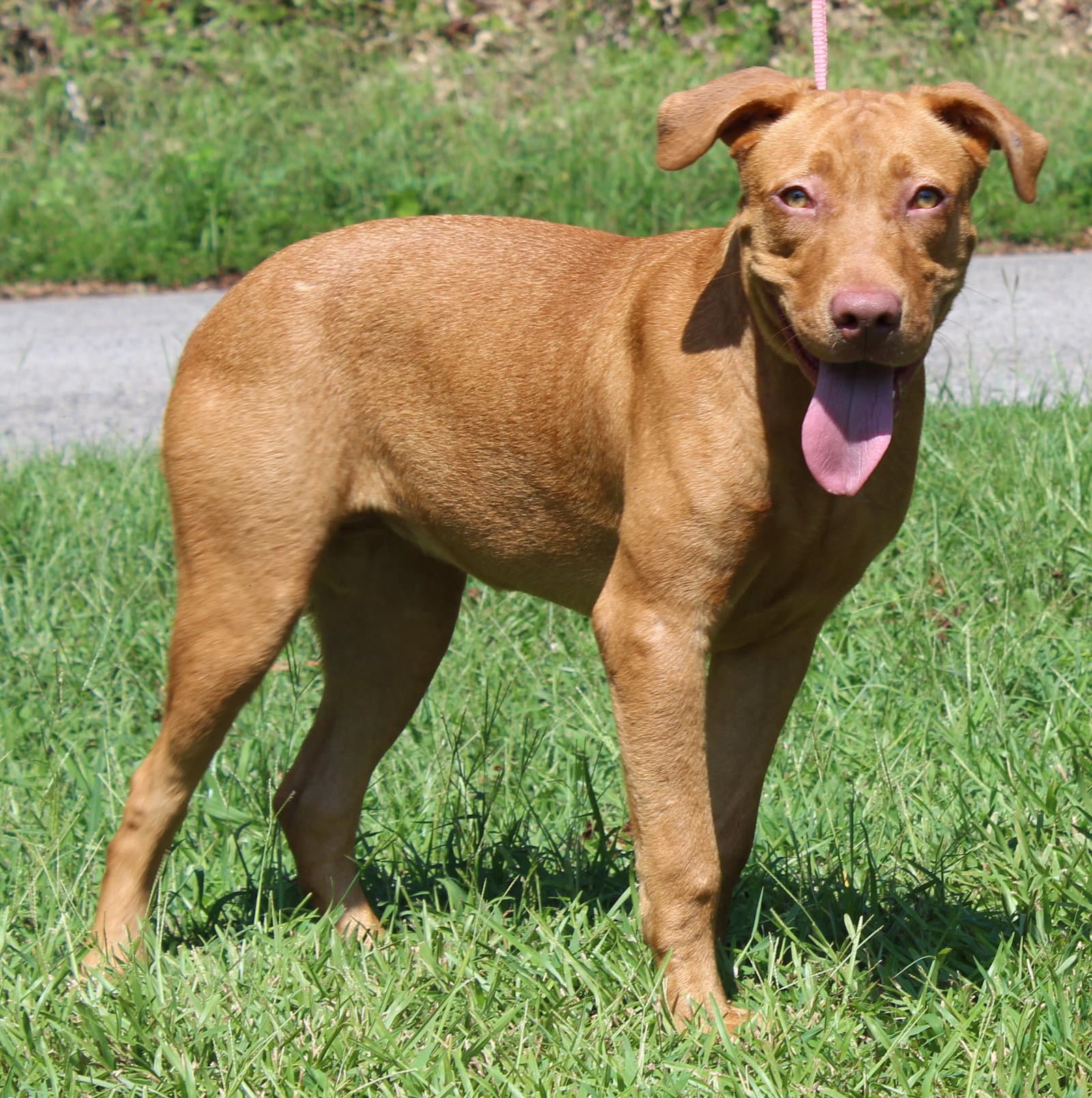 Honey 44362