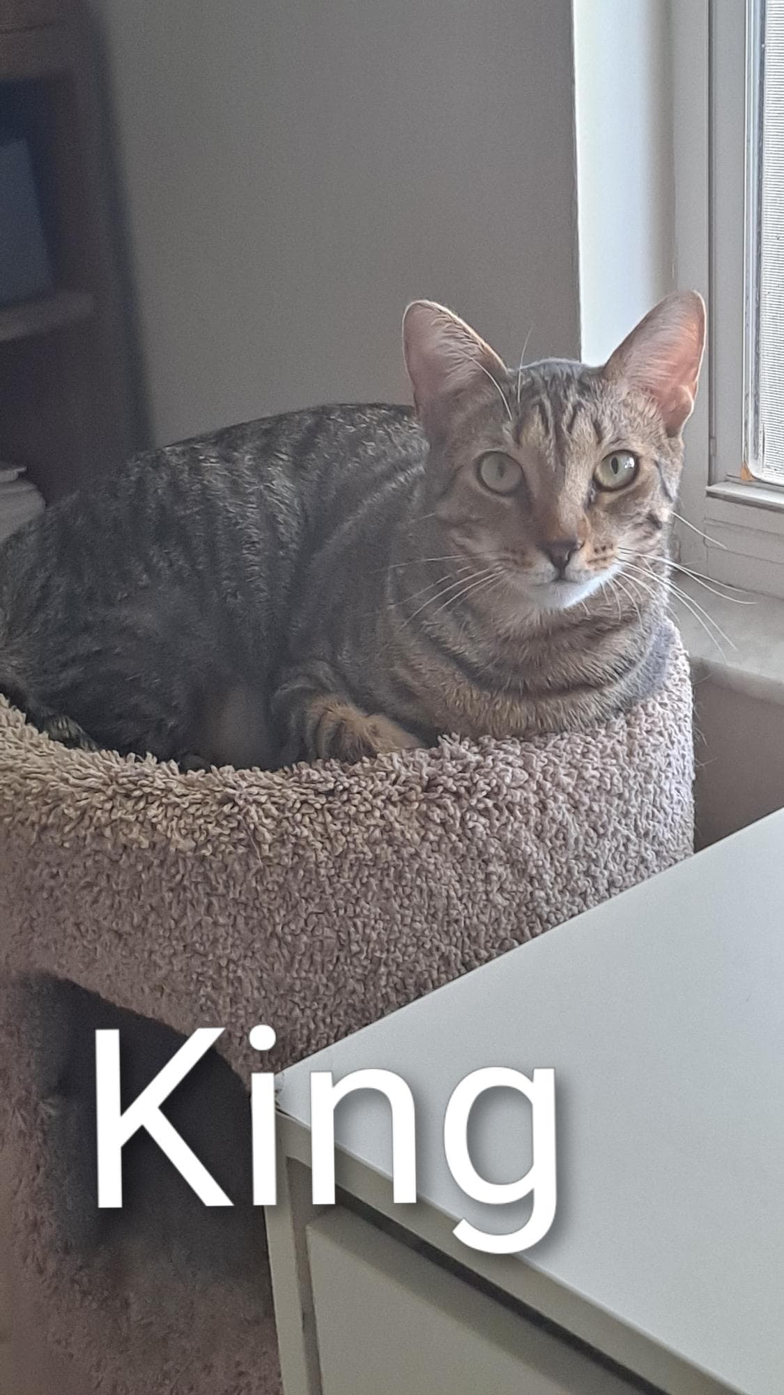 King (0910)