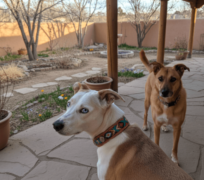 DAISY & FOLEY (bonded pair/spec needs)