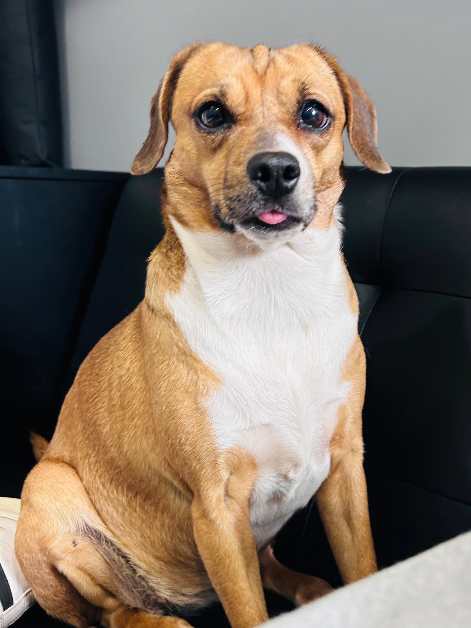 Biscuit the Beagle