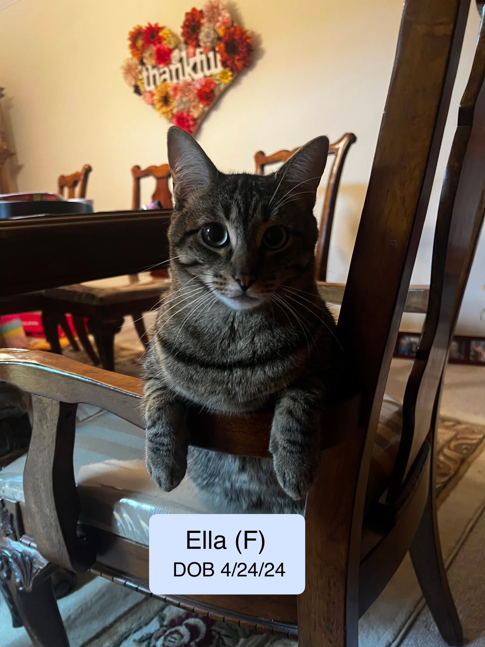 Ella bonded with Copurrnicus