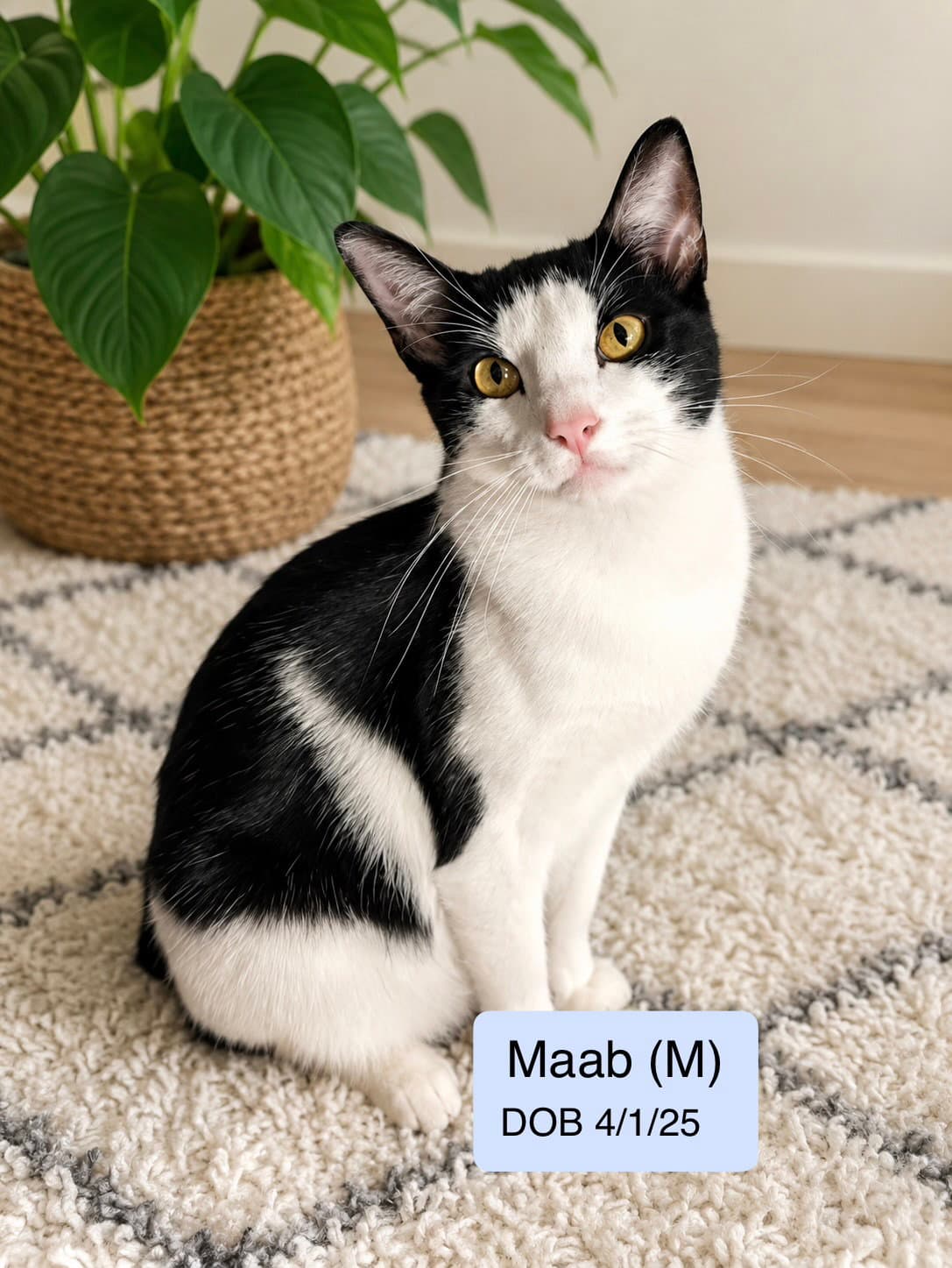 Maab