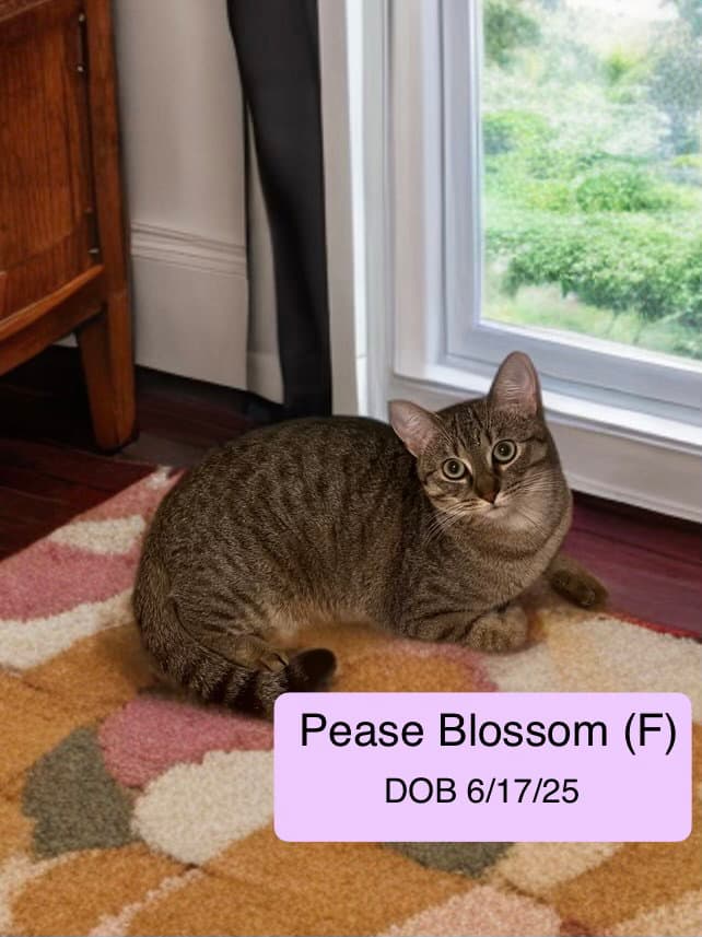 Pease Blossom bonded with Puck