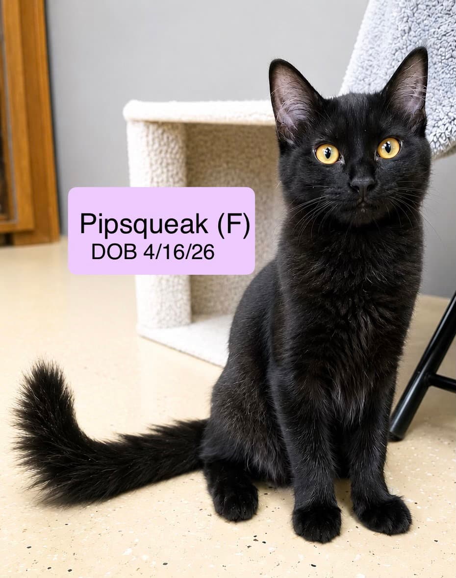 Pipsqueak