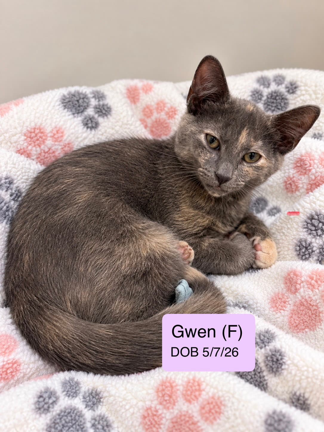 Gwen