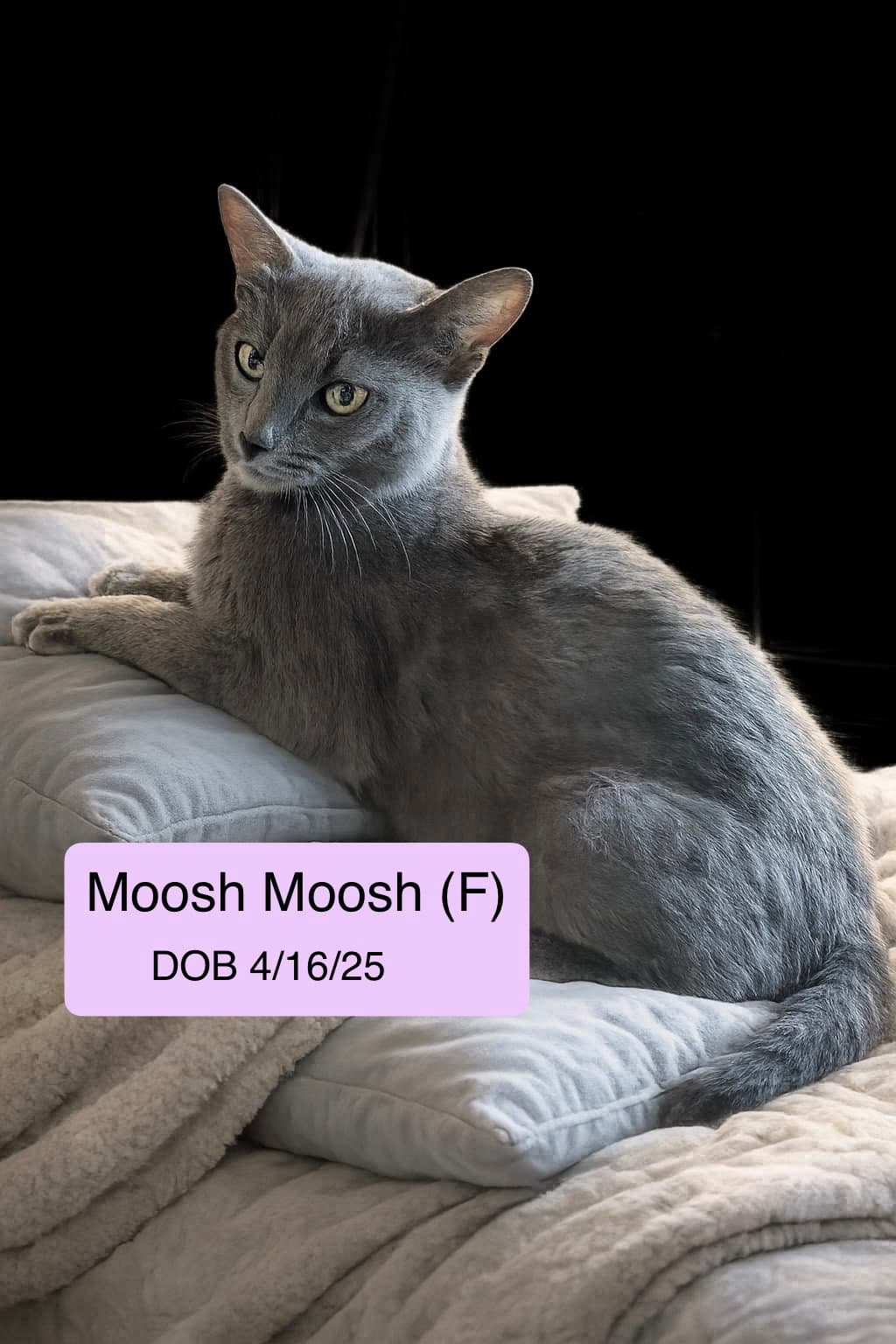 Moosh-Moosh