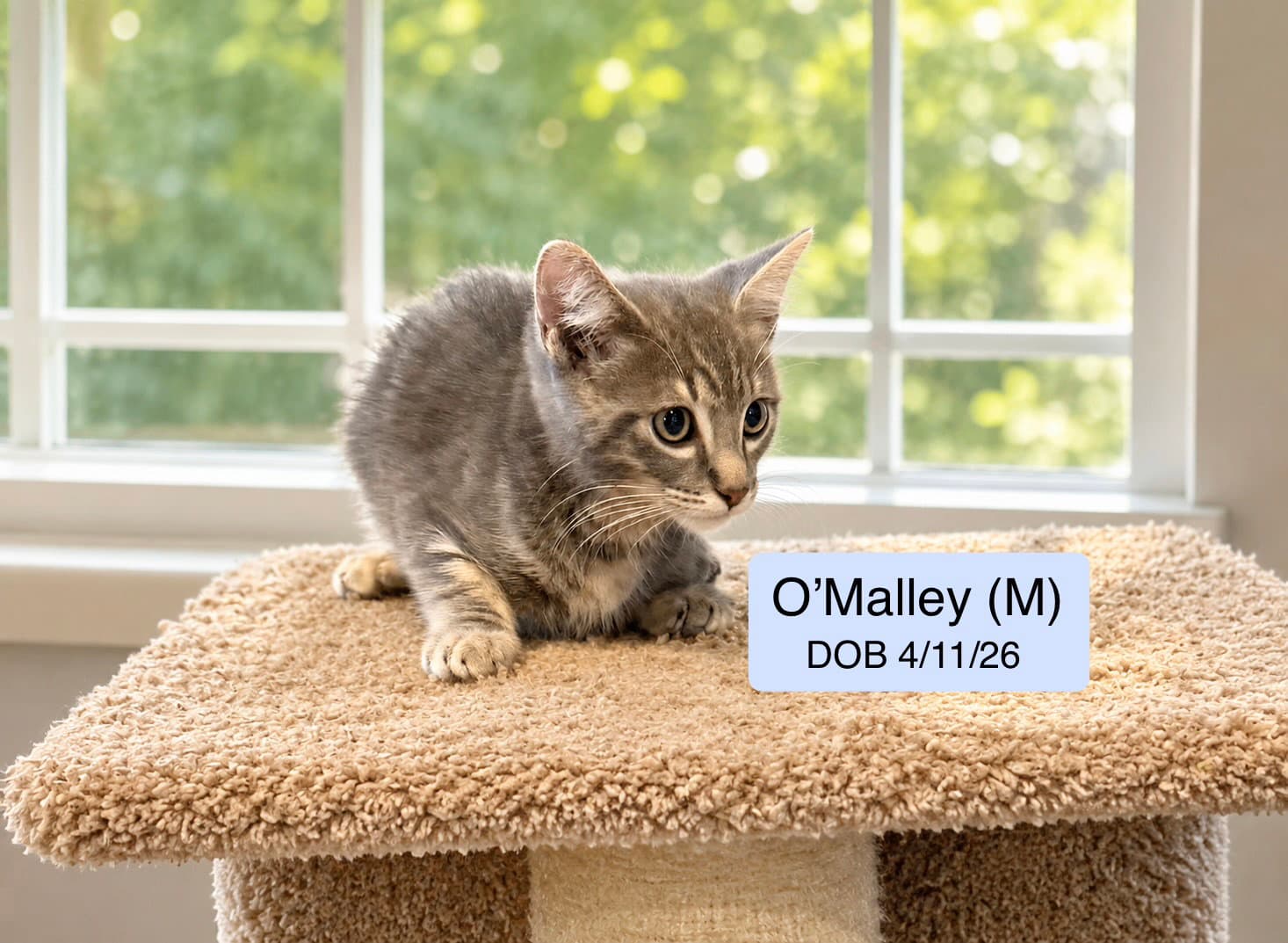 O’Malley