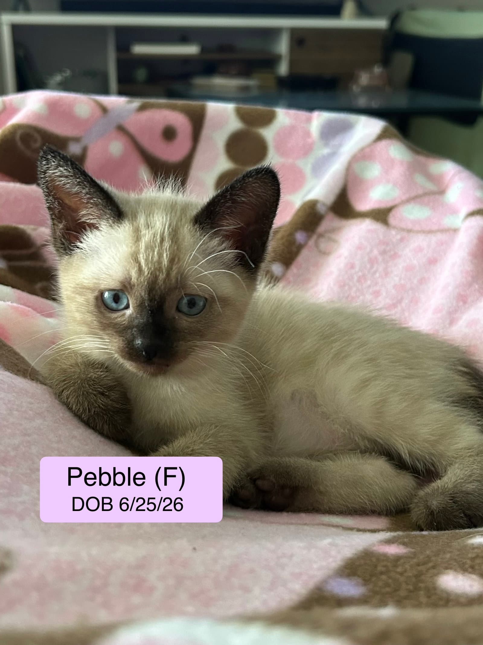 Pebble