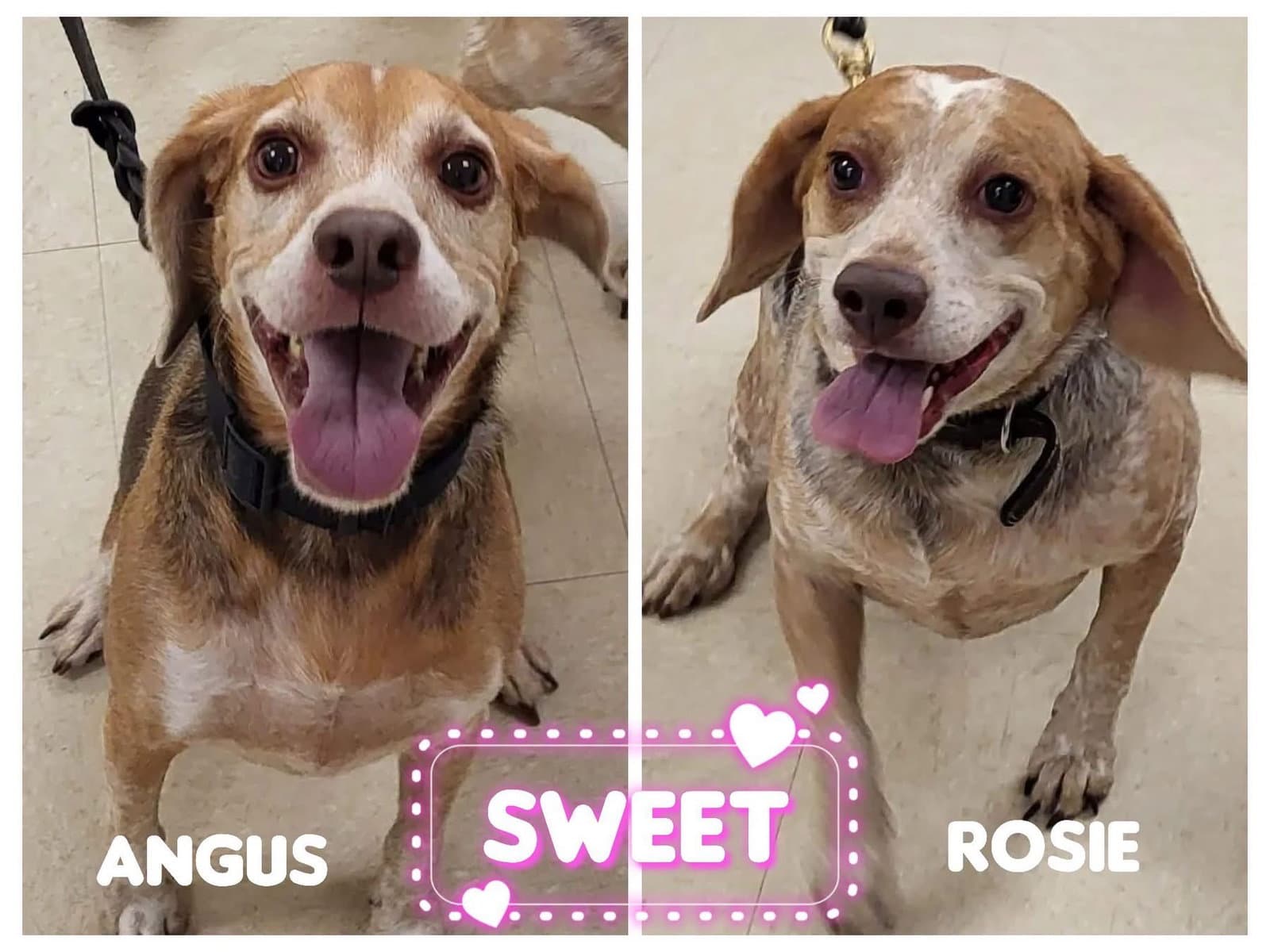 Angus and Rosie